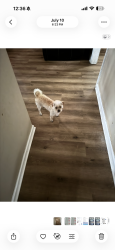Lost Male Dog last seen Old warwick rd and Powell road, Richmond, VA 23224