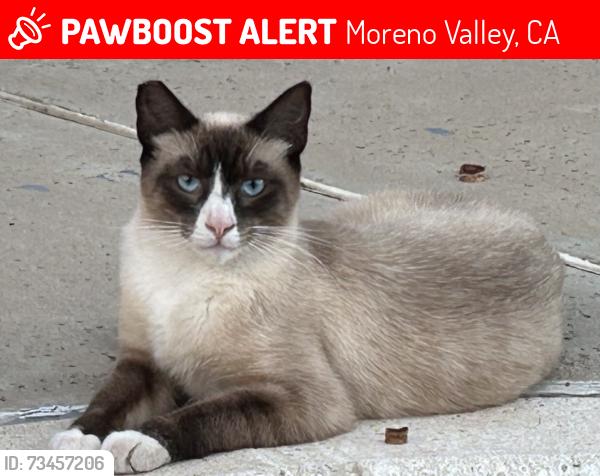 Lost Male Cat last seen Elder and Brewster, Moreno Valley, CA 92555