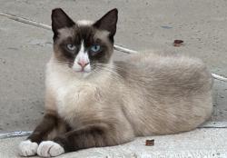 Lost Male Cat last seen Elder and Brewster, Moreno Valley, CA 92555