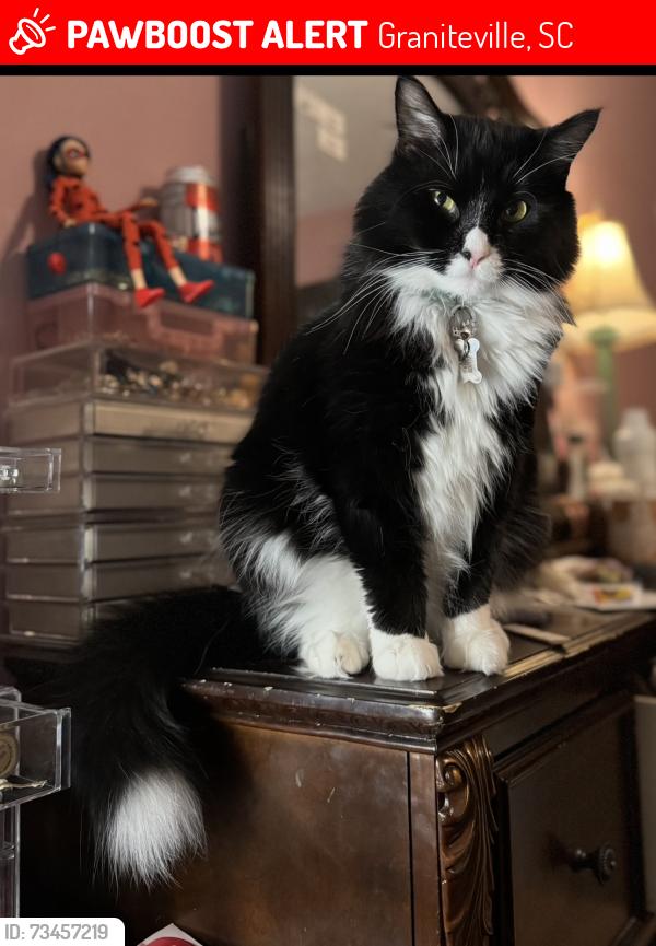 Lost Male Cat last seen Connector rd, Graniteville, SC 29829
