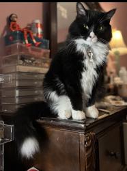 Lost Male Cat last seen Connector rd, Graniteville, SC 29829