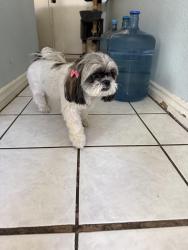 Found/Stray Female Dog last seen 67th and lower buckeye, Phoenix, AZ 85043
