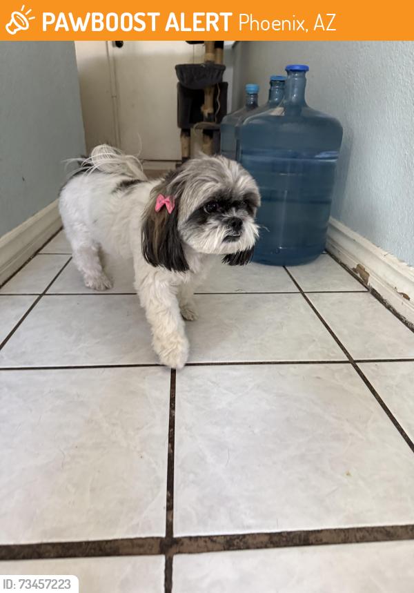 Found/Stray Female Dog last seen 67th and lower buckeye, Phoenix, AZ 85043