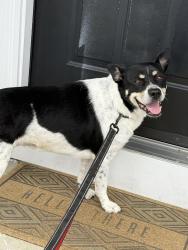 Reunited Female Dog last seen Arthur Road, Martinez, CA 94553