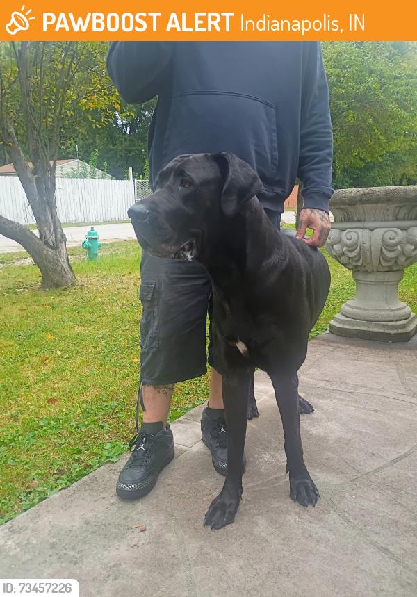 Found/Stray Female Dog last seen Keystone ave and Raymond Street, Indianapolis, IN 46203