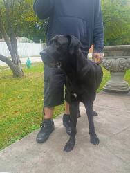 Found/Stray Female Dog last seen Keystone ave and Raymond Street, Indianapolis, IN 46203
