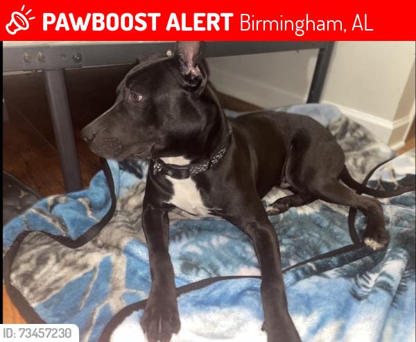 Lost Male Dog last seen 13th ave nw, Birmingham, AL 35215