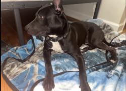 Lost Male Dog last seen 13th ave nw, Birmingham, AL 35215