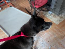 Found/Stray Male Dog last seen Birch Bay-Lynden and Holiday Dr, Birch Bay, WA 98230
