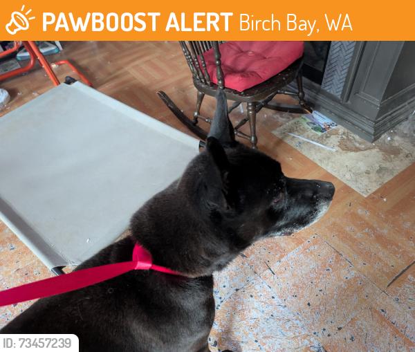 Found/Stray Male Dog last seen Birch Bay-Lynden and Holiday Dr, Birch Bay, WA 98230