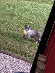 Found/Stray Male Cat last seen Near and Brumley Road, Mooresville, NC 28115