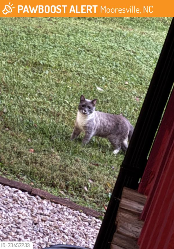 Found/Stray Male Cat last seen Near and Brumley Road, Mooresville, NC 28115
