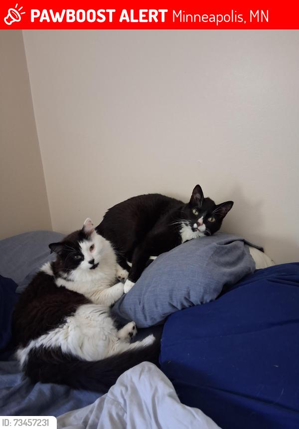 Lost Male Cat last seen Corvallis ave and Jersey St, Minneapolis, MN 55428