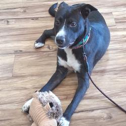 Shelter Stray Female Dog last seen , 2350 Appling City Cove, Memphis, TN 38133, USA
