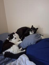 Lost Male Cat last seen Corvallis ave and Jersey St, Minneapolis, MN 55428