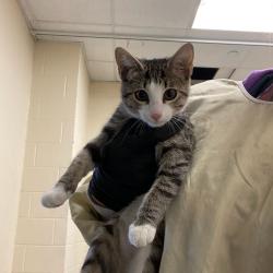 Shelter Stray Female Cat last seen , 2350 Appling City Cove, Memphis, TN 38133, USA