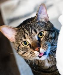 Lost Male Cat last seen Winkler and Veronica Schumaker, Fort Myers, FL 33916