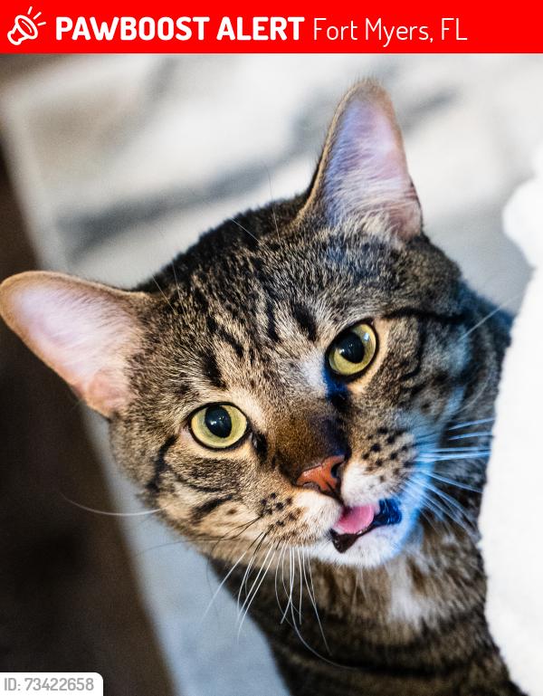 Lost Male Cat last seen Winkler and Veronica Schumaker, Fort Myers, FL 33916