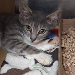 Shelter Stray Male Cat last seen , 1244 N Delsea Dr, Vineland, NJ 08360, USA