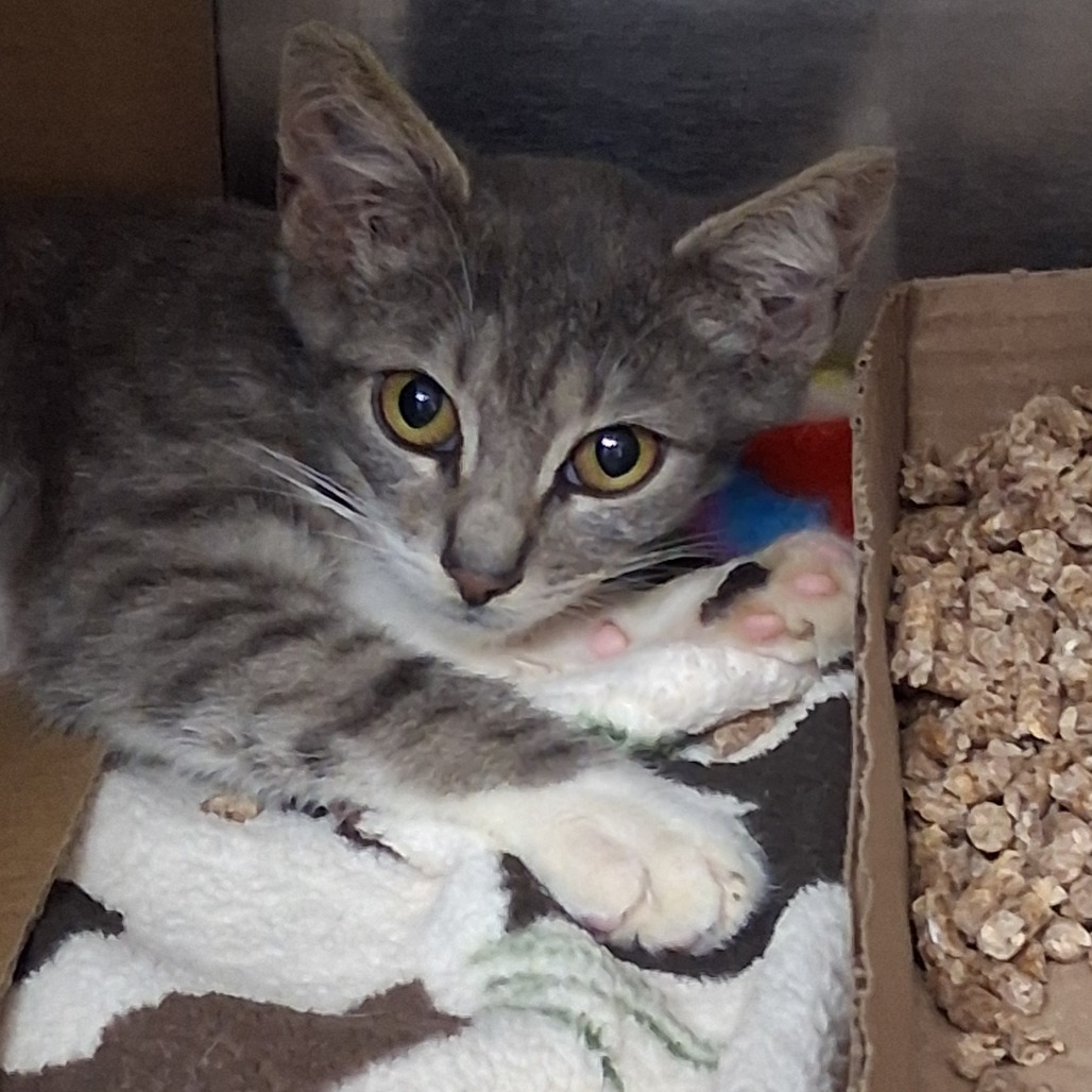 Shelter Stray Male Cat last seen , 1244 N Delsea Dr, Vineland, NJ 08360, USA