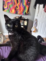 Lost Female Cat last seen Trader Joe’s, New Orleans, LA 70119