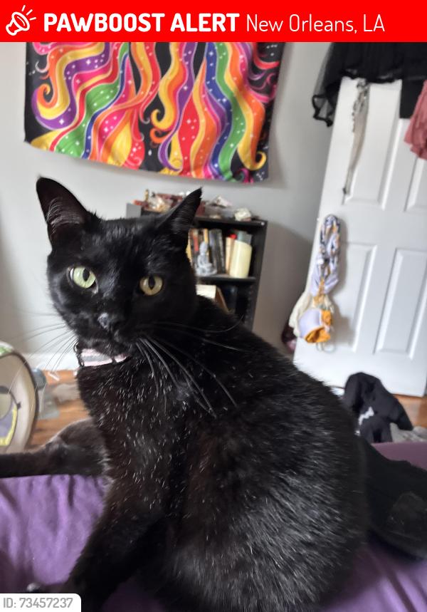 Lost Female Cat last seen Trader Joe’s, New Orleans, LA 70119