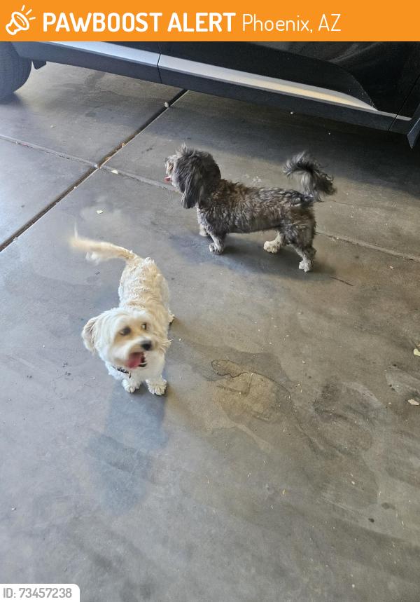 Found/Stray Unknown Dog last seen 99th and Lower Buckeye, Phoenix, AZ 85353
