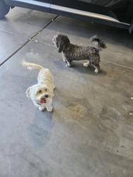 Found/Stray Unknown Dog last seen 99th and Lower Buckeye, Phoenix, AZ 85353