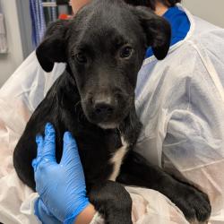 Shelter Stray Male Dog last seen , 328 Furman Hall Rd, Greenville, SC 29609, USA