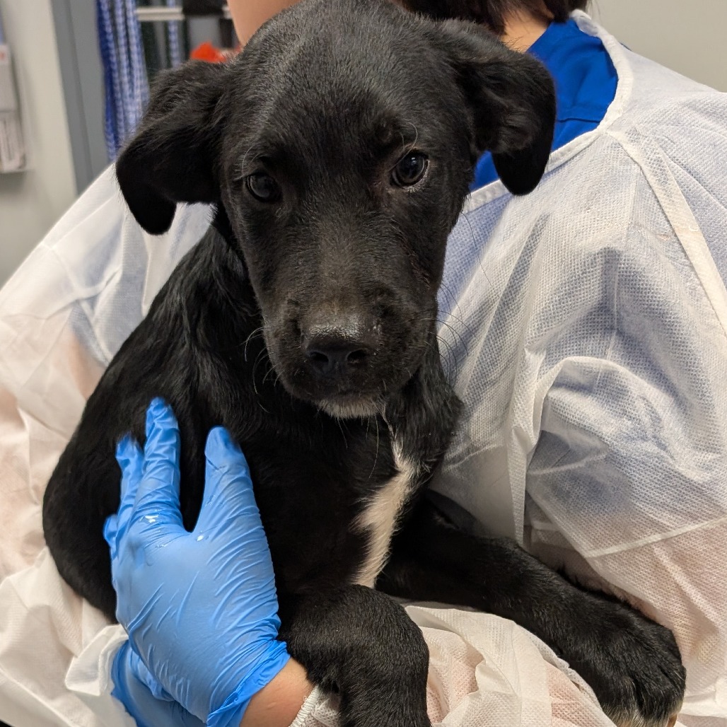 Shelter Stray Male Dog last seen , 328 Furman Hall Rd, Greenville, SC 29609, USA