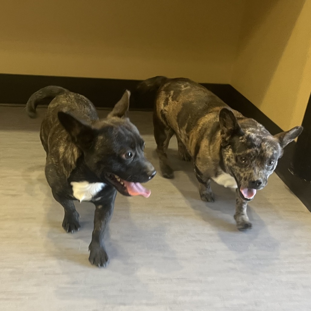 Shelter Stray Male Dog last seen , 4575 E Mesquite Ave, Palm Springs, CA 92264, USA