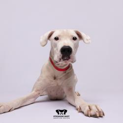 Shelter Stray Female Dog last seen , 3607 N Armenia Ave, Tampa, FL 33607, USA