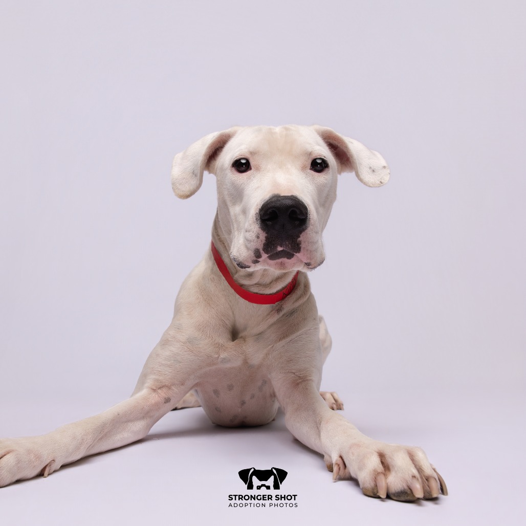 Shelter Stray Female Dog last seen , 3607 N Armenia Ave, Tampa, FL 33607, USA