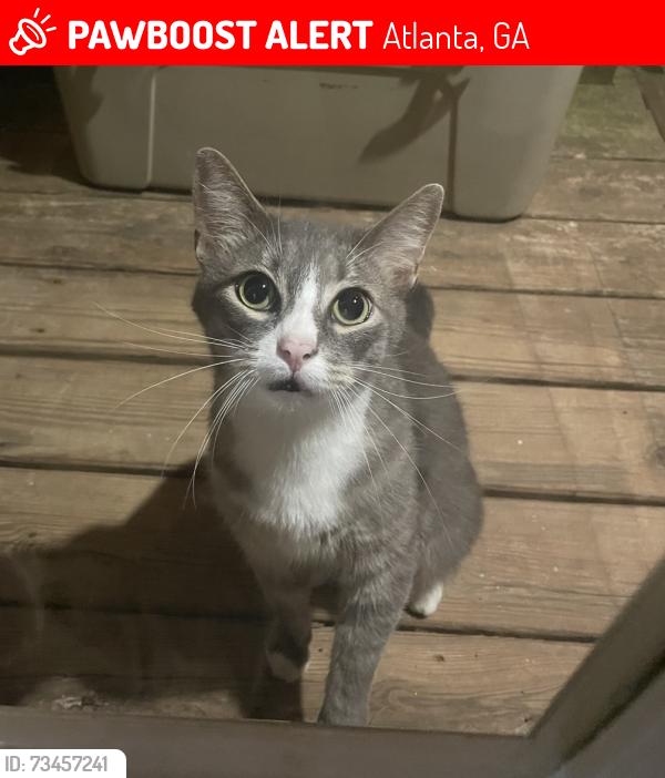 Lost Male Cat last seen Sylvester Cemetary, Atlanta, GA 30316