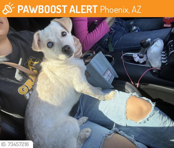 Found/Stray Female Dog last seen Near N 23rd Ave Phoenix, AZ 85015 United States, Phoenix, AZ 85015