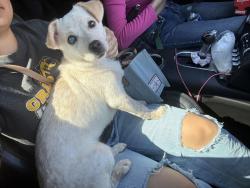 Found/Stray Female Dog last seen Near N 23rd Ave Phoenix, AZ 85015 United States, Phoenix, AZ 85015