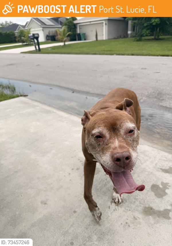Found/Stray Female Dog last seen Alcantara and Savona, Port St. Lucie, FL 34953