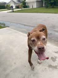 Found/Stray Female Dog last seen Alcantara and Savona, Port St. Lucie, FL 34953