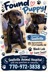 Found/Stray Male Dog last seen Near Main Street East, Snellville, GA 30078