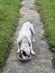 Found/Stray Female Dog last seen 30th and Gerry Steet, Gary, IN 46406