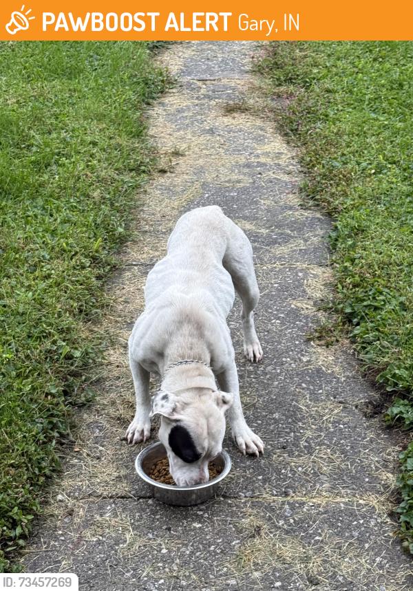 Found/Stray Female Dog last seen 30th and Gerry Steet, Gary, IN 46406