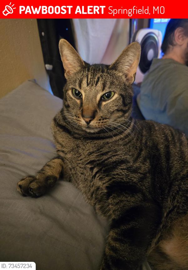 Lost Male Cat last seen W republic road and s golden, Springfield, MO 65810