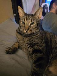 Lost Male Cat last seen W republic road and s golden, Springfield, MO 65810