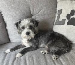 Reunited Male Dog last seen Near whataburger and The bulls pen cafe, Mesquite, TX 75149
