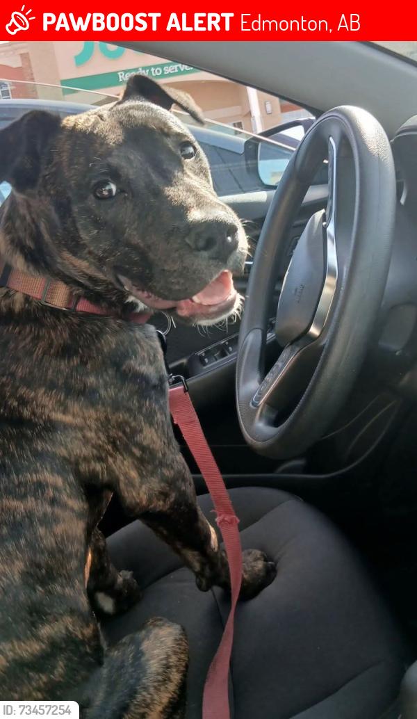 Lost Male Dog last seen Kingsway A&W, Edmonton, AB 