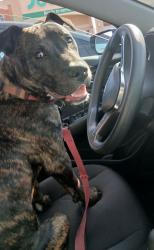 Lost Male Dog last seen Kingsway A&W, Edmonton, AB 
