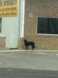 Found/Stray Unknown Dog last seen kermit and west county mcallisters parking lot, Odessa, TX 79764