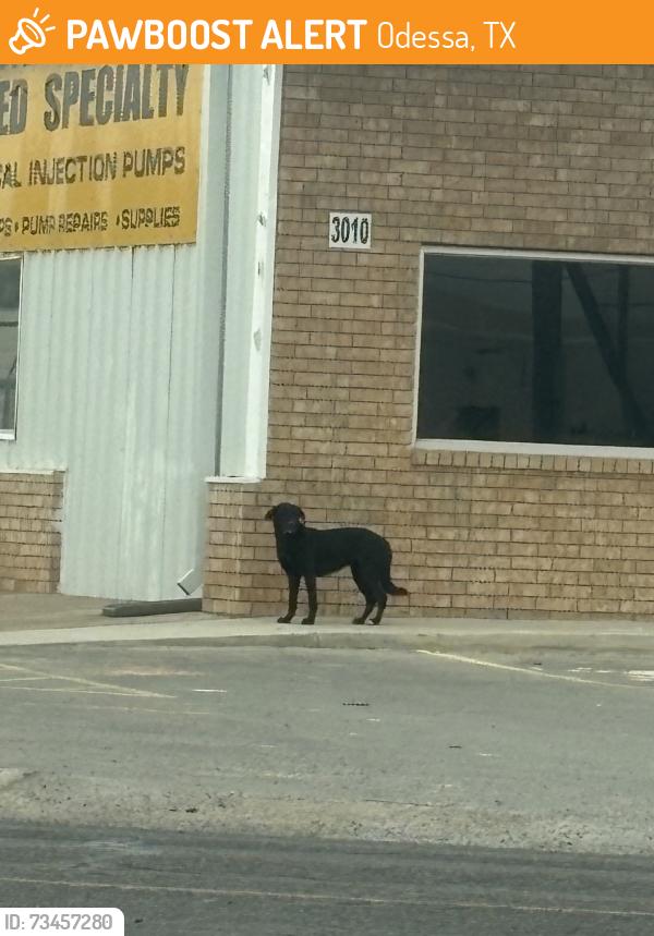 Found/Stray Unknown Dog last seen kermit and west county mcallisters parking lot, Odessa, TX 79764