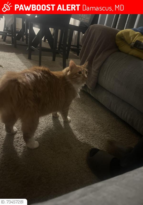 Lost Male Cat last seen Near Woodfield Rd, Damascus, MD 20872