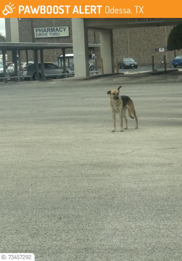 Found/Stray Unknown Dog last seen Kermit, west county, Odessa, TX 79764